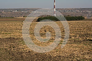 Three stray dogs are resting in a field with a view of the chimney of a thermal power plant