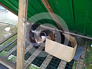 Three stray homeless cats on the grating under the green roof.