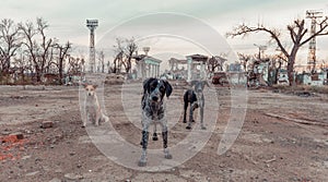 three stray mongrel dogs on the destroyed street of Mariupol