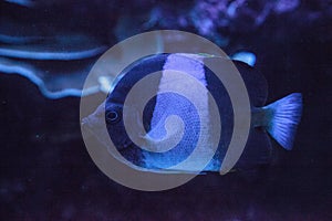 Three-stripe damsel Dascyllus aruanus