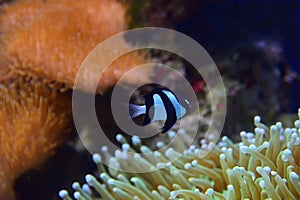 Three Stripe Damselfish with different corals in the background particularly recognizable Sea Anemone on the bottom right