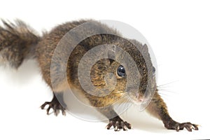 The three-striped ground squirrel Lariscus insignis is a species of rodent in the family Sciuridae. It is found in Indonesia, Ma