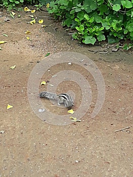 Three-striped Indian palm squirrel in search of food