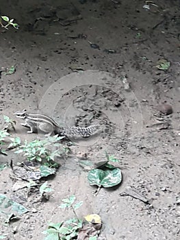 Three-striped Indian palm squirrel in search of food