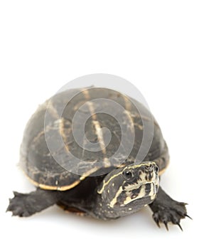 Three-Striped Mud Turtle