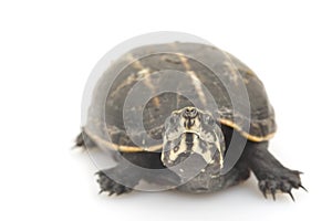 Three-Striped Mud Turtle