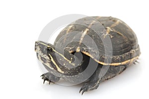 Three-Striped Mud Turtle