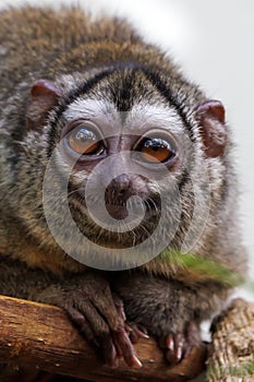 The three-striped night monkey Aotus trivirgatus