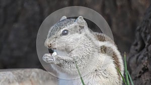 Three-striped palm squirrel. Indian palm squirrel eating and staring at something in garden. Squirrel having lunch on a cold day.