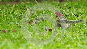 Three-striped palm squirrel. Indian palm squirrel eating and staring at something in garden. three-striped palm squirrel eating n