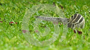 Three-striped palm squirrel. Indian palm squirrel eating and staring at something in garden. three-striped palm squirrel eating n