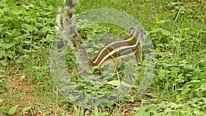 Three-striped palm squirrel. Indian palm squirrel eating and staring at something in garden. three-striped palm squirrel eating n