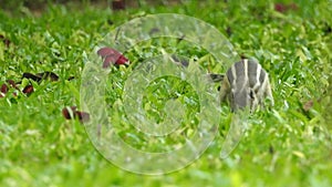 Three-striped palm squirrel. Indian palm squirrel eating and staring at something in garden. three-striped palm squirrel eating n