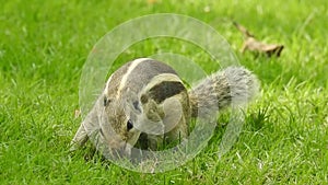 Three-striped palm squirrel. Indian palm squirrel eating and staring at something in garden. three-striped palm squirrel eating n