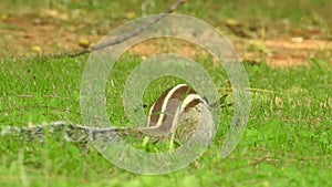 Three-striped palm squirrel. Indian palm squirrel eating and staring at something in garden. three-striped palm squirrel eating n