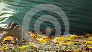 Three-striped palm squirrel. Indian palm squirrel eating and staring at something in garden. three-striped palm squirrel eating n