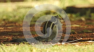 Three-striped palm squirrel. Indian palm squirrel eating and staring at something in garden. three-striped palm squirrel eating n