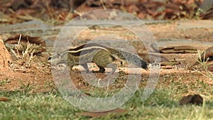 Three-striped palm squirrel. Indian palm squirrel eating and staring at something in garden. three-striped palm squirrel eating n