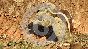 Three-striped palm squirrel. Indian palm squirrel eating and staring at something in garden. three-striped palm squirrel eating n