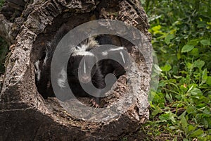 Three Striped Skunk Kits Mephitis mephitis in Log photo