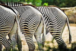 Three zebras halfs in zoo grasing near each other