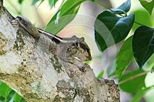 Three stripped squirrel resting on a branch of a tree