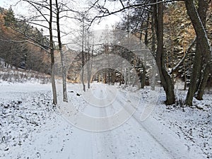 Three stromy sneh snow road cesta sun slnko photo