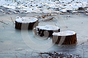 Three stumps in a frozen river