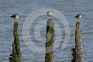 Three stunning Redshank Tringa totanus perched on a three posts in the sea at high tide on the Isle of Sheppey, Kent, UK.