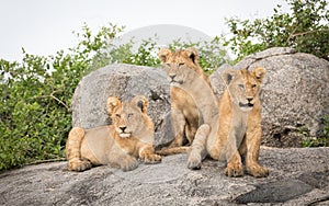 Three sub adult lion cubs sitting on a big rock in Serengeti Tanzania