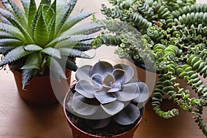 Three succulent plants