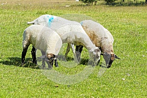 Three Suffolk Sheep grazing in a lush meadow