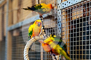 Three Sun Parakeets sitting on a perch. Aratinga solstitialis