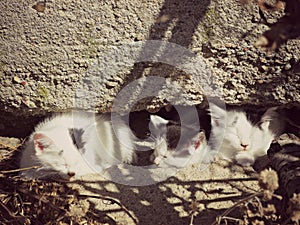 Three sunbathing kittens (color)