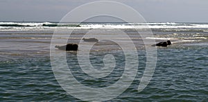 Three Sunbathing Seals ready to take a dip in the Atlantic Ocean photo