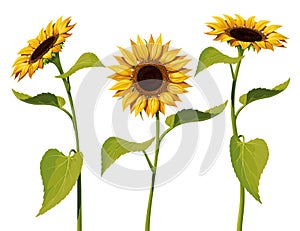 Three sunflower flowers with stems and leaves isolated