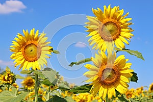 Three sunflowers bloom during the morning hours