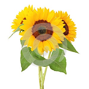 Three wonderful Sunflower isolated on white background, including clipping path.