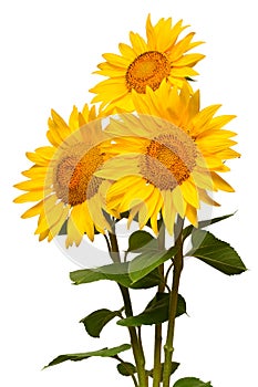 Three sunflowers isolated on white background. Flower bouquet