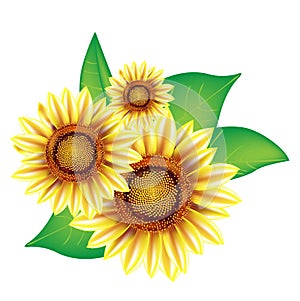 Three sunflowers with leaves