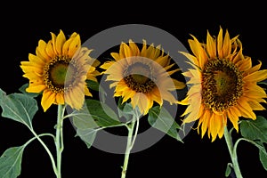 Three sunflowers with leaves on black background. Natural background of sunflower plant on dark backgrounds.