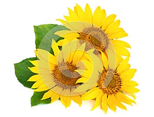 Three sunflowers with leaves isolated on white background