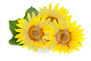 Three sunflowers with leaves on white background