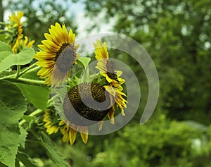 Three Sunflowers Look Outward Instead Of Up