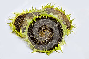 Three sunflowers with ripe seeds isolated on white background.