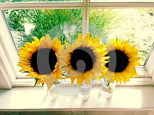 Three Sunflowers in a Sunny Window