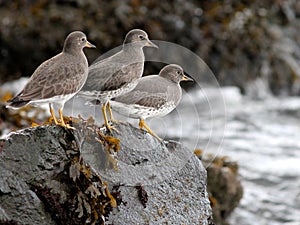 Surfbirds on a Rock