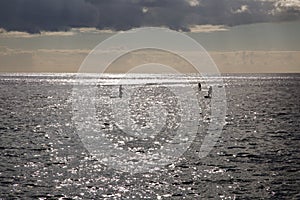 Three surfers