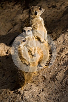 Three Suricates or Meerkats