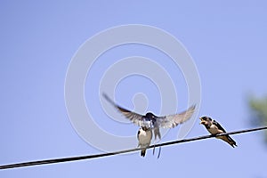 Three swallow birds photo